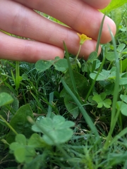 Oxalis