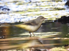 Motacilla cinerea