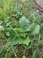 Plantago major