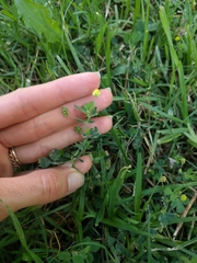 Medicago lupulina
