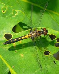 Leucorrhinia frigida