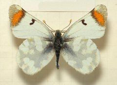 Zegris eupheme