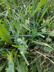 Sherardia arvensis