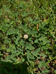 Trifolium fragiferum