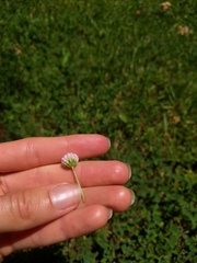 Trifolium fragiferum