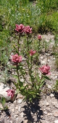 Castilleja rhexiifolia