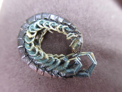 Otostigmus silvestrii