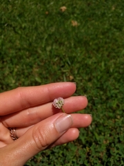 Trifolium fragiferum