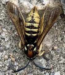 Paranthrene simulans