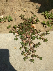 Portulaca oleracea