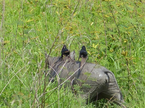 Piapiac (Ptilostomus afer), photo 5