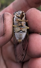 Diceroprocta olympusa