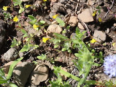 Erythranthe pulsiferae