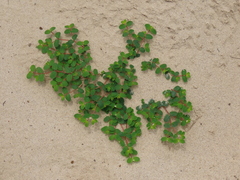 Euphorbia cordifolia