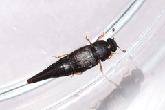 Conotelus obscurus