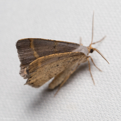 Macaria guenearia