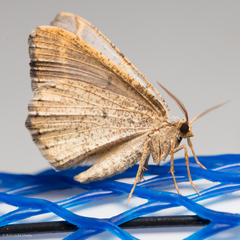 Macaria guenearia