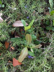 Cupaniopsis anacardioides