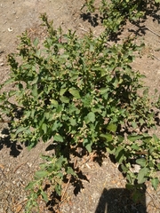 Chenopodiastrum murale