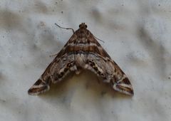 Petrophila confusalis
