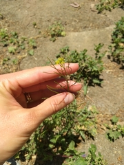 Sisymbrium irio