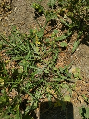 Sisymbrium irio