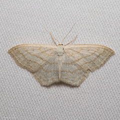 Scopula junctaria