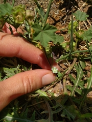 Malva parviflora