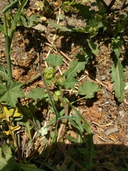 Malva parviflora