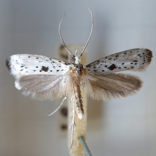 Black-tipped Ermine, photo 4 of 7