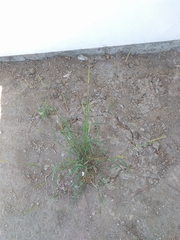 Poaceae