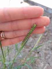 Poaceae