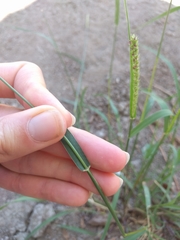 Poaceae