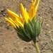 Wyethia angustifolia - Photo 由 Dillon Blankenship 所上傳的 (c) Dillon Blankenship，保留部份權利CC BY-NC