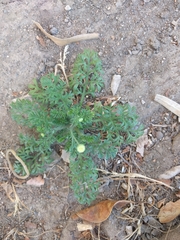 Cotula australis