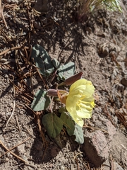 Oenothera xylocarpa