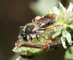 Andrena ruficrus
