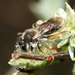 Andrena ruficrus - Photo (c) Sandy Rae, algunos derechos reservados (CC BY-SA)