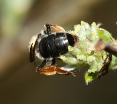 Andrena ruficrus