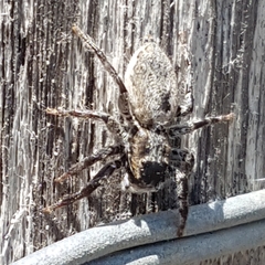 Menemerus taeniatus