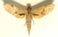 Xylophanes tyndarus