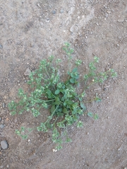 Polycarpon tetraphyllum