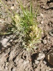 Castilleja nana