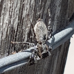 Menemerus taeniatus