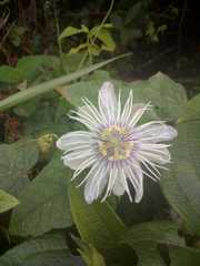 Passiflora foetida