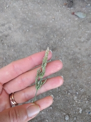 Poaceae