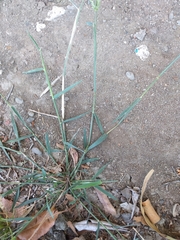 Poaceae