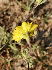 Lagophylla glandulosa