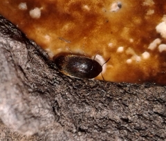 Eustrophopsis indistinctus