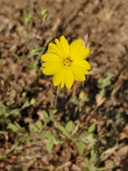 Lagophylla glandulosa
